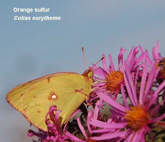 Orange sulfur