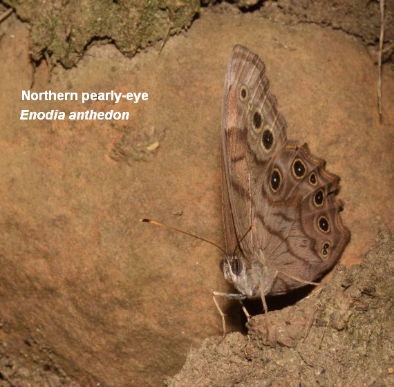 northern pearly-eye