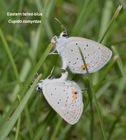 Eastern tailed-blues