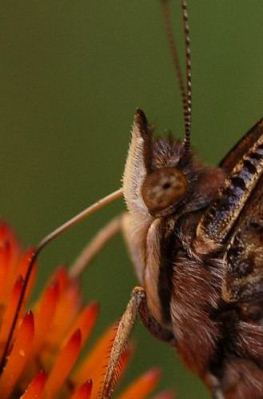 Red admiral