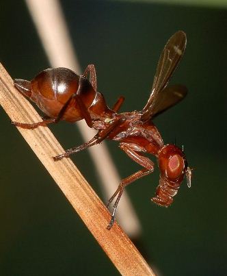 Myiomyrmica fenestrata